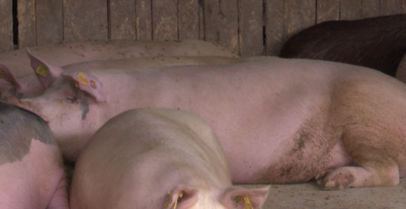 Novi slučajevi afričke kuge svinja upalili alarm među farmerima