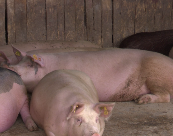 Novi slučajevi afričke kuge svinja upalili alarm među farmerima
