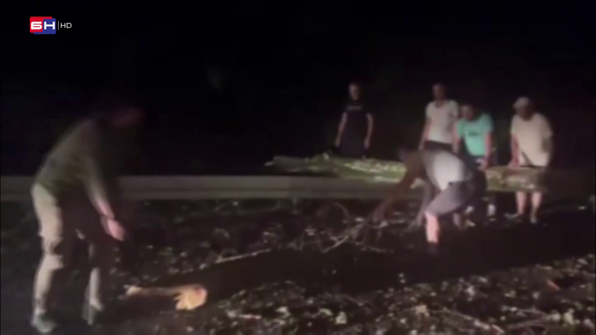 Idete na more? Može, ali prvo sami sklonite drvo sa puta (VIDEO)