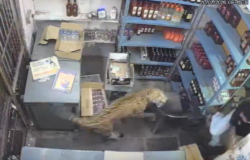 Leopard upao u prodavnicu i napao prodavca (VIDEO)