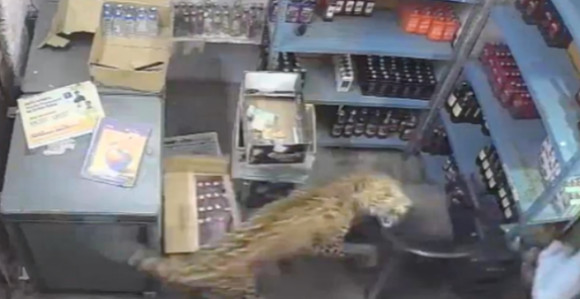 Leopard upao u prodavnicu i napao prodavca (VIDEO)
