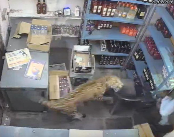 Leopard upao u prodavnicu i napao prodavca (VIDEO)