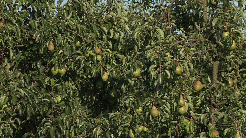 Očaj među voćarima: Grane pucaju od roda, kupaca nema