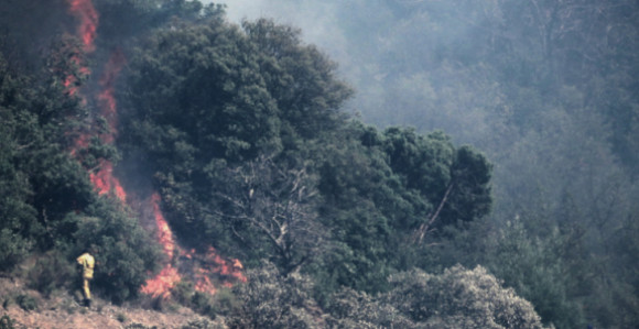 Gore hektari šume, angažovani i helikopteri MUP-a Srbije