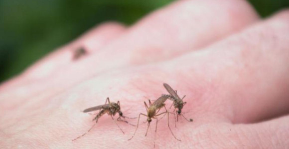 Evropom se ubrzano širi virus Zapadnog Nila