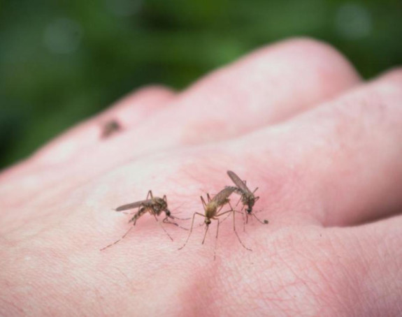 Evropom se ubrzano širi virus Zapadnog Nila