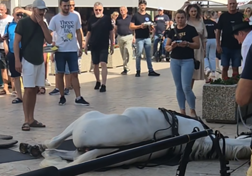 Sinj: Konji se srušili na klizavom pločniku (video)