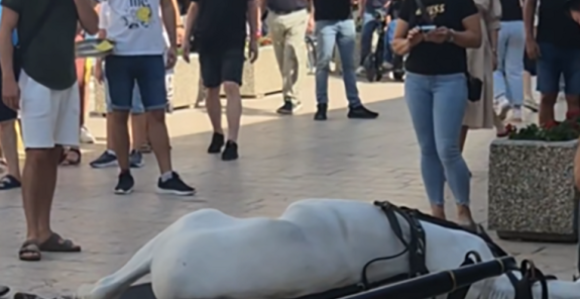 Sinj: Konji se srušili na klizavom pločniku (video)
