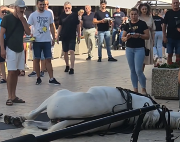 Sinj: Konji se srušili na klizavom pločniku (video)