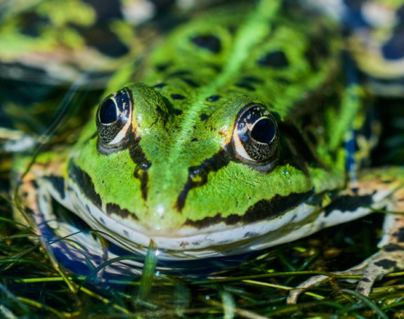 Ugroženim životinjama stiže pomoć mnogo vrijedna