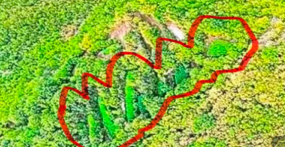 Otkrivene velike plantaže kanabisa u Hercegovini (FOTO)