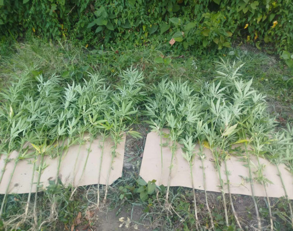 Doboj: Policija našla plantažu kanabisa, dvije osobe uhapšene