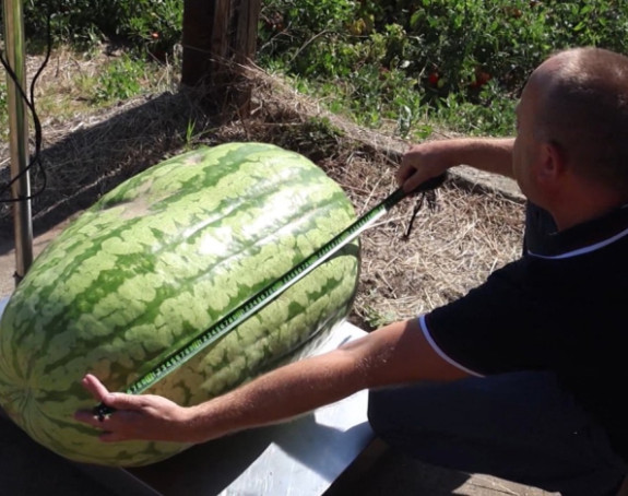Čudo neviđeno: Lubenica teška 84 kilograma (VIDEO)