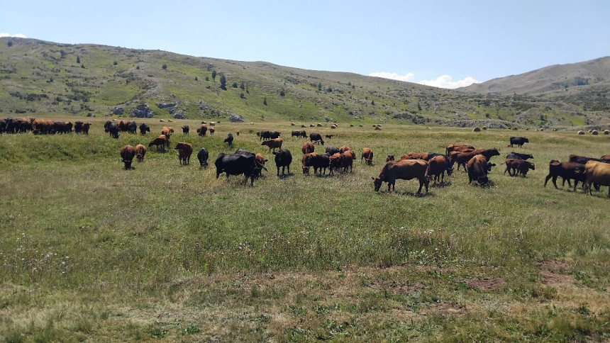Kalinovik: Potražnja za junicama od 8.000 KM veća od ponude