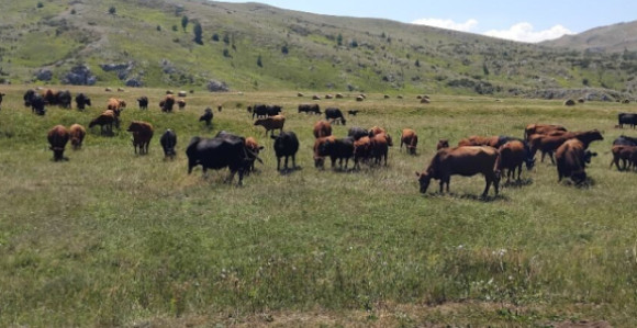 Kalinovik: Potražnja za junicama od 8.000 KM veća od ponude