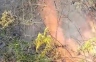 Požar u Osojnici na Ozrenu, gori 200 duluma šume (VIDEO)