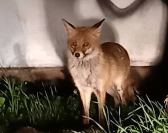 Lisica ušla u kuću i ujela tromjesečnu bebu dok je spavala