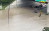 Strašno nevrijeme u Torontu: Poplave napravile haos