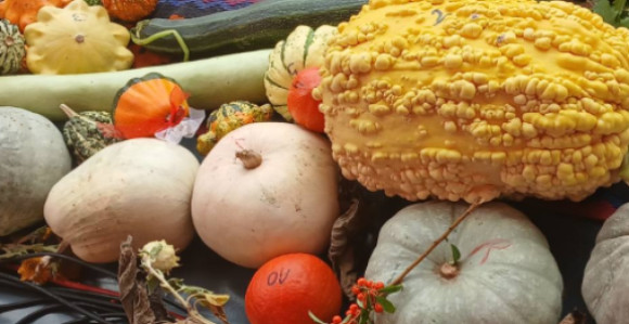 "Dani tikve" u Istočnoj Ilidži: Najteža imala 67 kg i 900 g