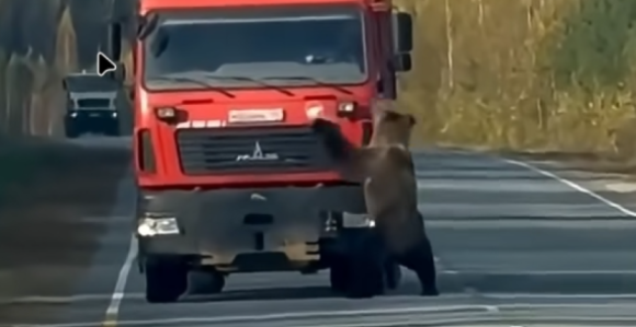 Medo izašao na put i igrao se s teretnjakom (VIDEO)