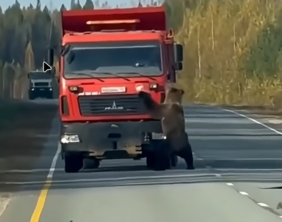 Medo izašao na put i igrao se s teretnjakom (VIDEO)