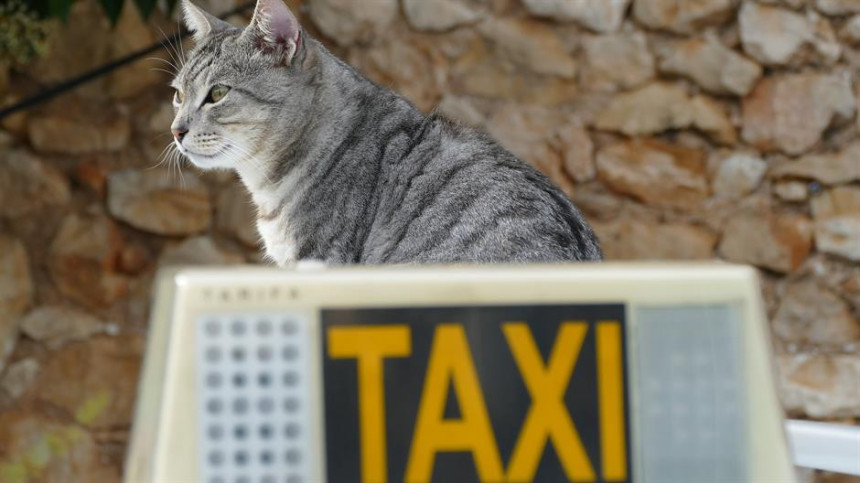 Zbog akciza gasi se 'pet taxi' u BL