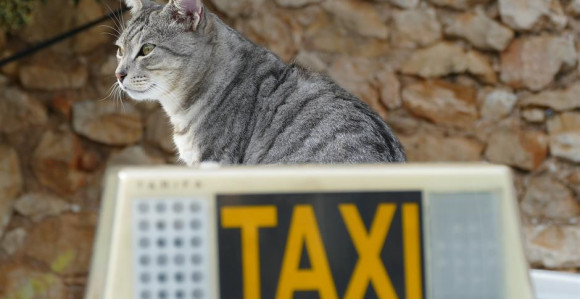 Zbog akciza gasi se 'pet taxi' u BL