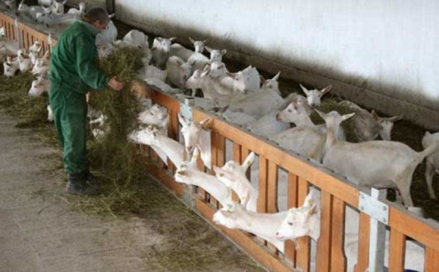 KPD Doboj: Zatvorenici prave domaći kozji sir