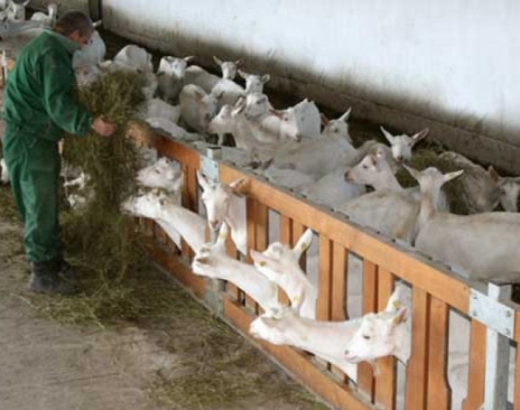 КПД Добој: Затвореници праве домаћи козји сир