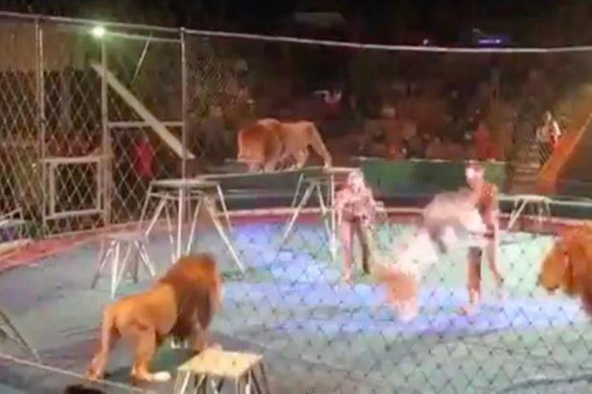 Drama u cirkusu, Lav napao trenera