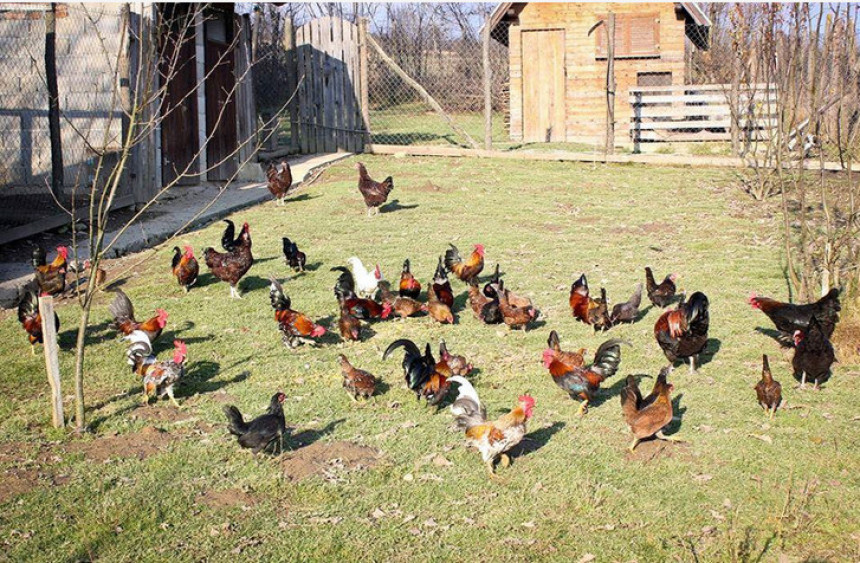 Prijedor: Koke koje nose obojena jaja