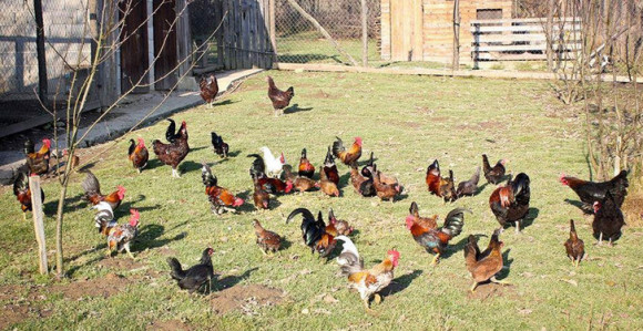 Prijedor: Koke koje nose obojena jaja