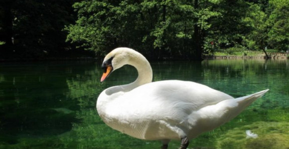 Na obali Save labud bez krila