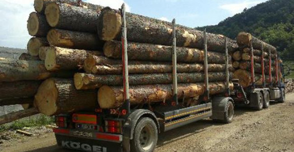 Doboj: Dostavljali trupce firmi bez pilane