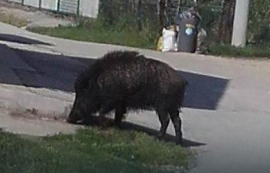 Vepar prošetao selom