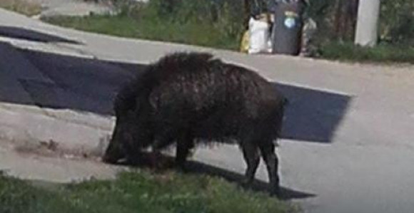 Vepar prošetao selom