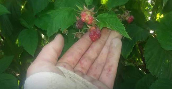 Berači malina su gladni, imaju rane...