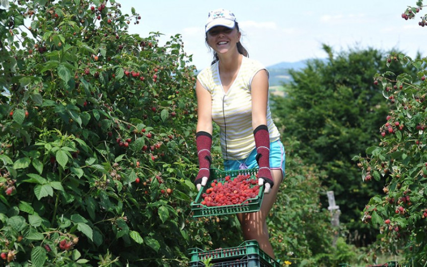 Semberija nema berača maline