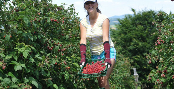 Semberija nema berača maline
