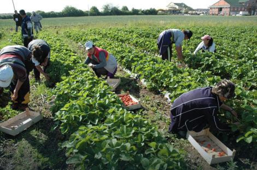 Farmeri u BiH očekuju veću pomoć države