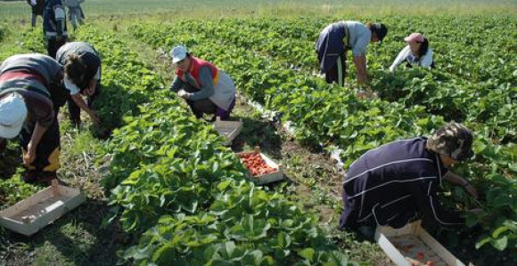 Farmeri u BiH očekuju veću pomoć države