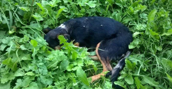 Policija istražuje zlostavljanje psa  