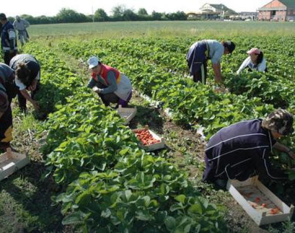 Farmeri u BiH očekuju veću pomoć države