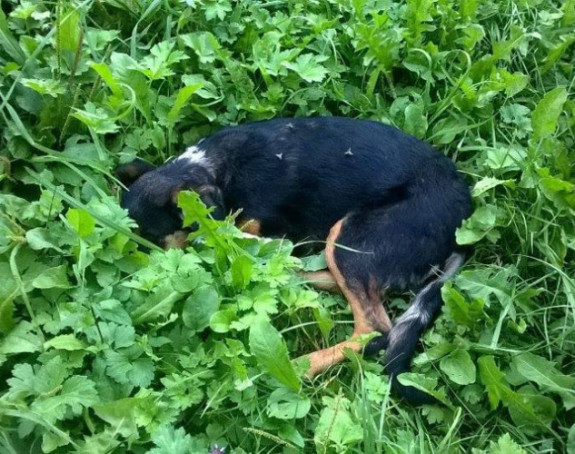 Policija istražuje zlostavljanje psa  