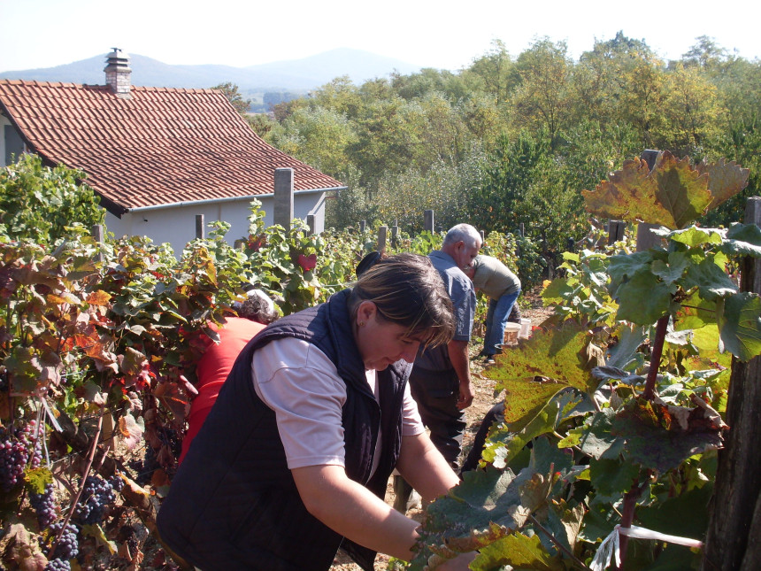 Vinogradari sa brda Džajevac