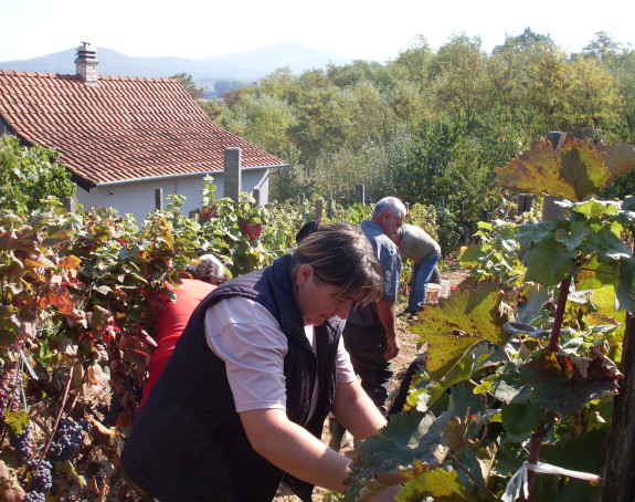 Vinogradari sa brda Džajevac