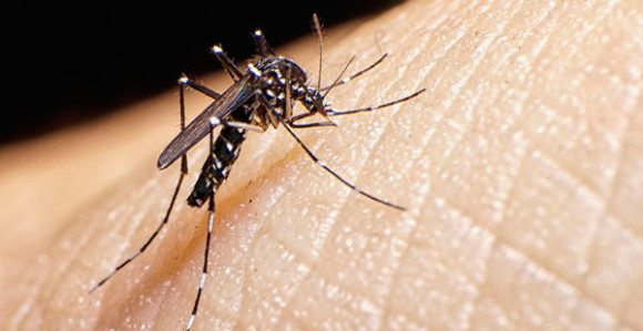 Prenosioci Zika virusa su suze i znoj