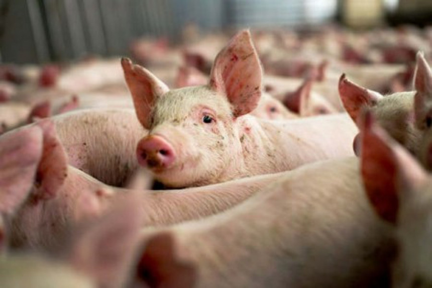 У Кини постоји фарма свиња са 7 и 9 спратова! (ВИДЕО)