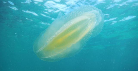 Isplivala "misteriozna" želatinasta stvorenja