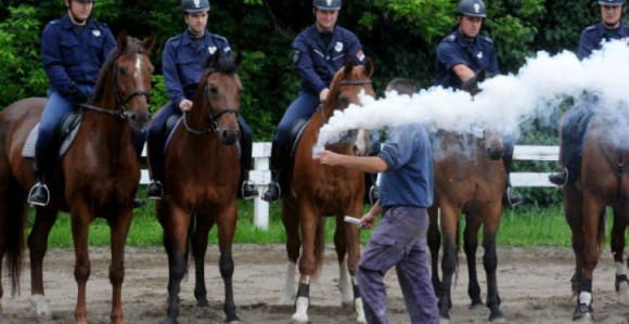 Koliko će koštati policijski konj?!